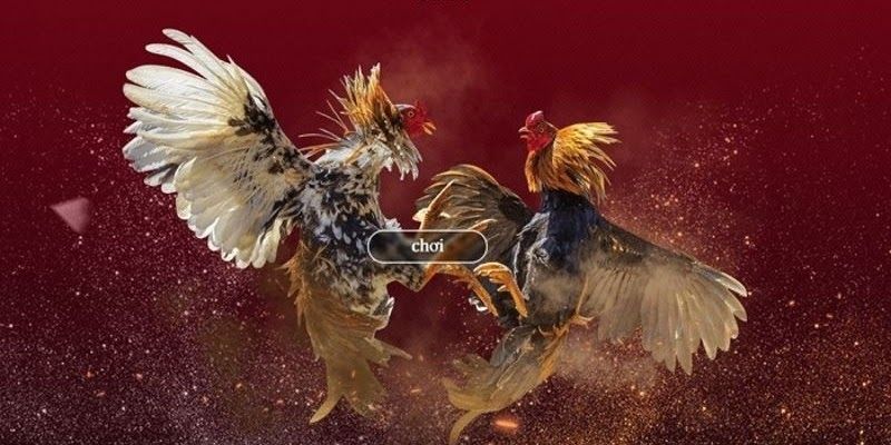 thuật ngữ đá gà